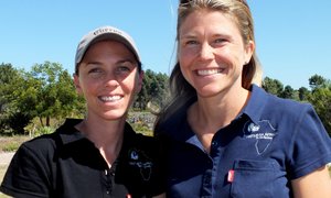 Koning Leeu op Gansbaai drumpel